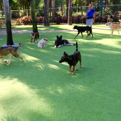 Lawn Services West Dundee, Illinois Cat Playground, Grass for Dogs