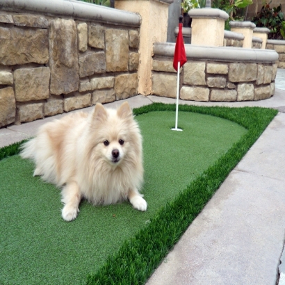 Synthetic Pets Areas Ingalls Park Illinois Installation