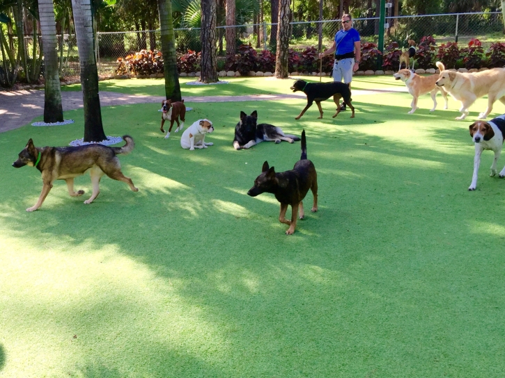 Lawn Services West Dundee, Illinois Cat Playground, Grass for Dogs