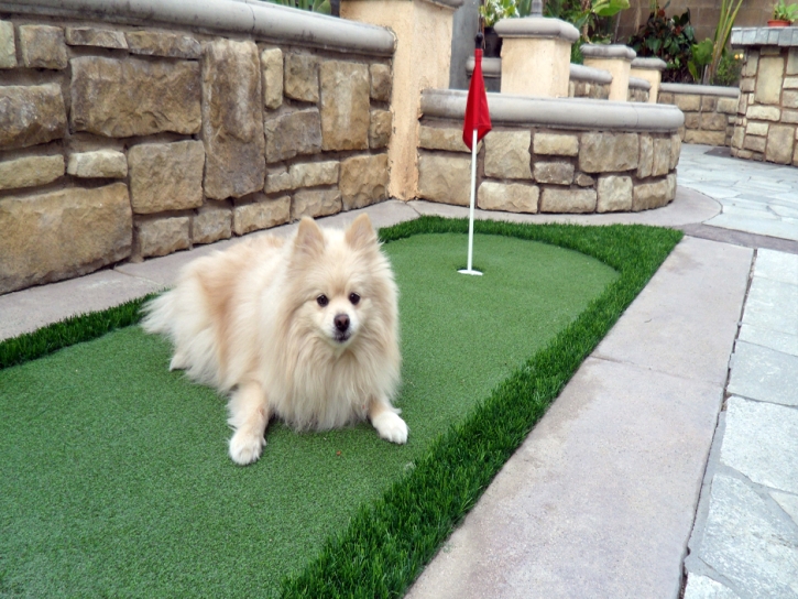 Synthetic Pets Areas Ingalls Park Illinois Installation