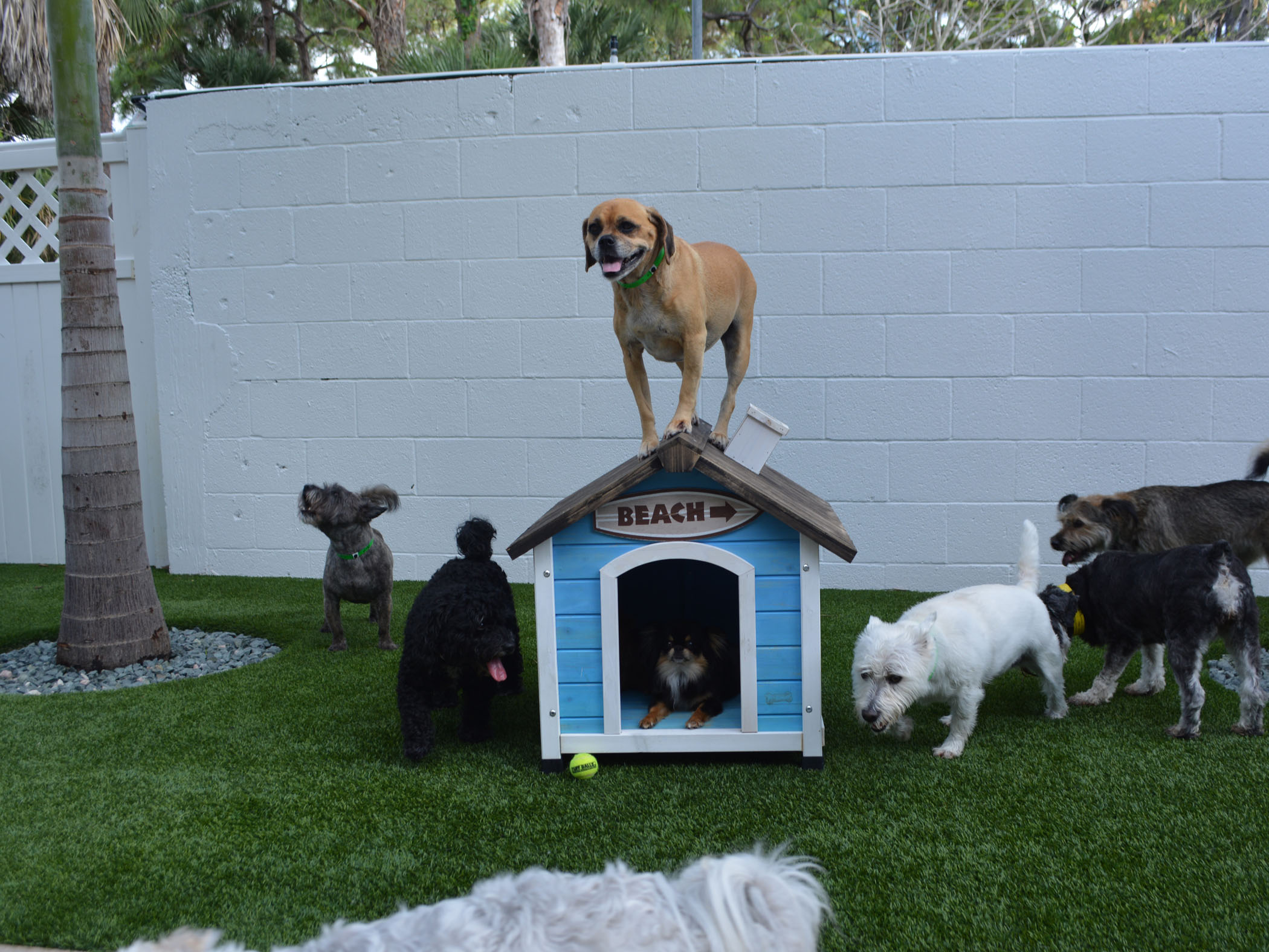 Outdoor Carpet Beecher Illinois Artificial Gr For Dogs